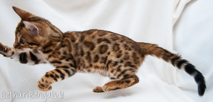 Bengal Katze rosetted